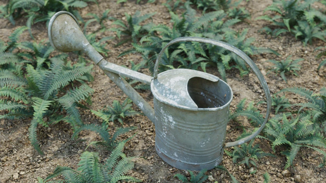 An old battered rusty watering can standing on a muddy ground. It is surrounded with ferns.